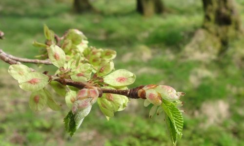 elm011-grande elm011-grande