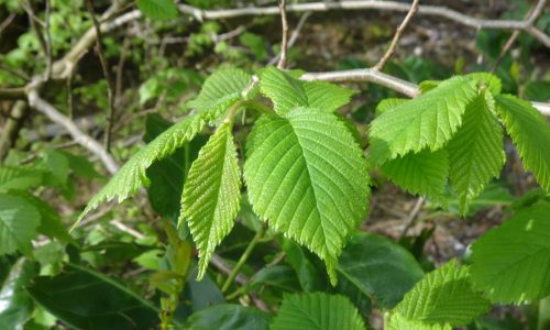 elm05-grande elm05-grande