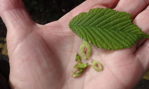 elm06-grande elm06-grande