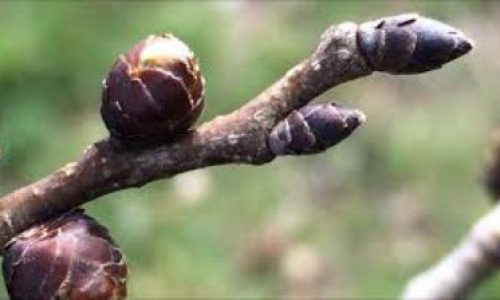 elm07-grande elm07-grande