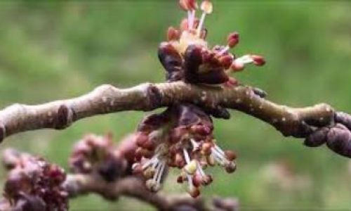 elm08-grande elm08-grande