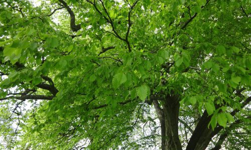 hornbeam01 hornbeam01