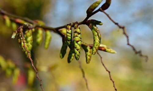 hornbeam010-grande hornbeam010-grande