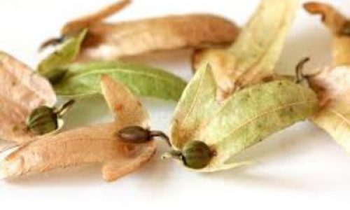 hornbeam011-grande hornbeam011-grande