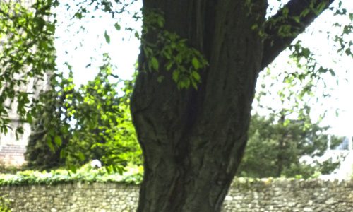 hornbeam02-grande hornbeam02-grande