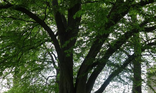 hornbeam03-grande hornbeam03-grande