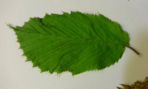 hornbeam04-grande hornbeam04-grande