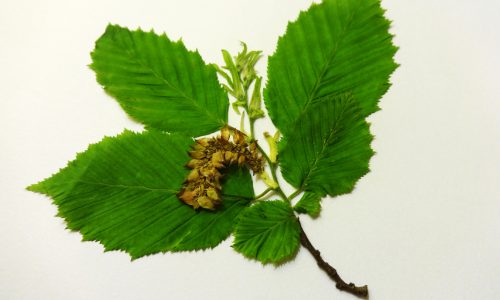 hornbeam05-grande hornbeam05-grande