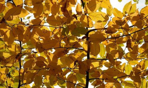 hornbeam06-grande hornbeam06-grande