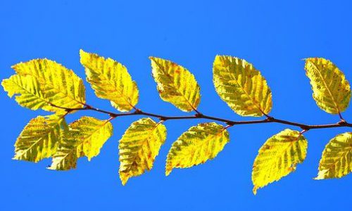 hornbeam07-grande hornbeam07-grande