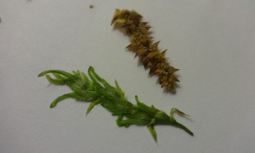 hornbeam08-grande hornbeam08-grande