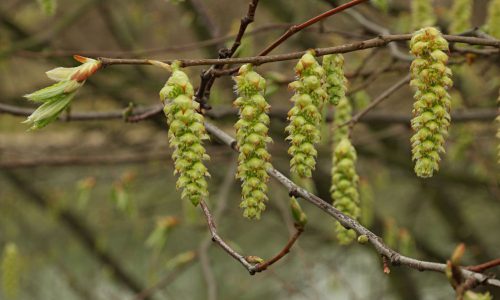hornbeam09-grande hornbeam09-grande