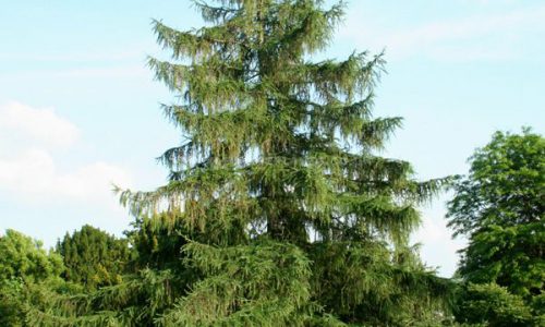 larch01-grande larch01-grande