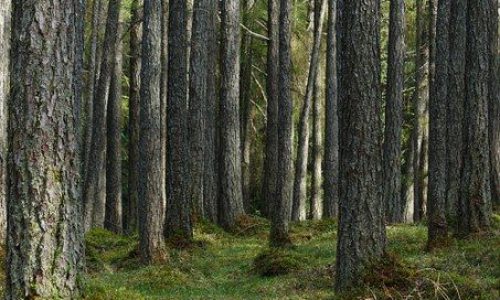 larch02-grande larch02-grande