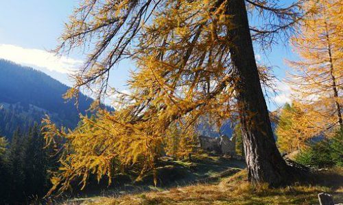 larch03-1-grande larch03-1-grande