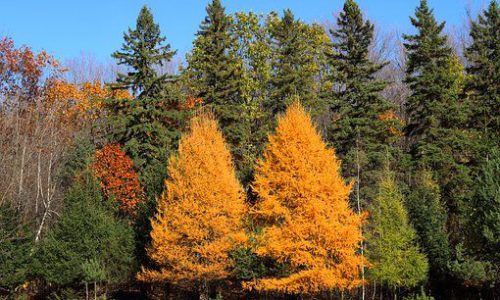 larch03-grande larch03-grande