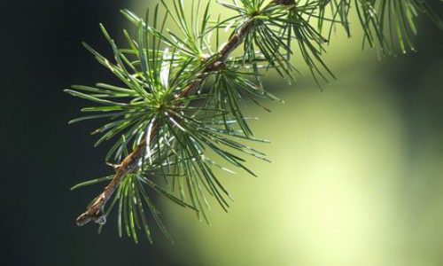 larch04-grande larch04-grande