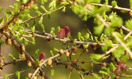 larch05-grande larch05-grande