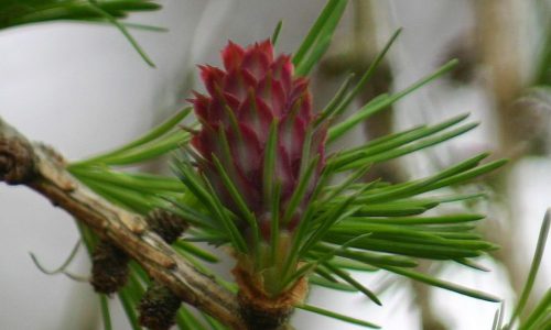 larch06-grande larch06-grande
