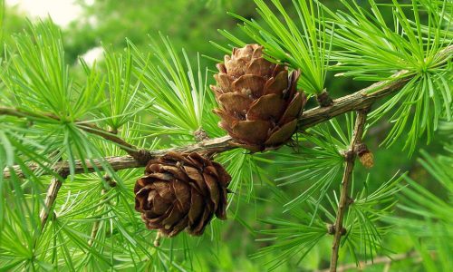 larch07-grande larch07-grande