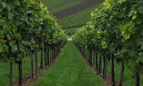 vine02-grande vine02-grande