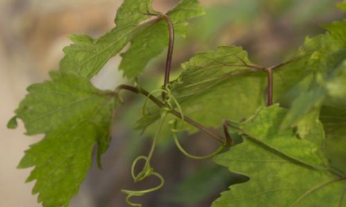 vine03-grande vine03-grande