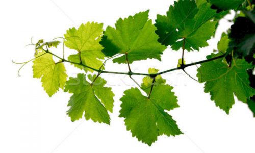 vine05-grande vine05-grande