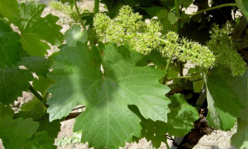 vine06-1-grande vine06-1-grande