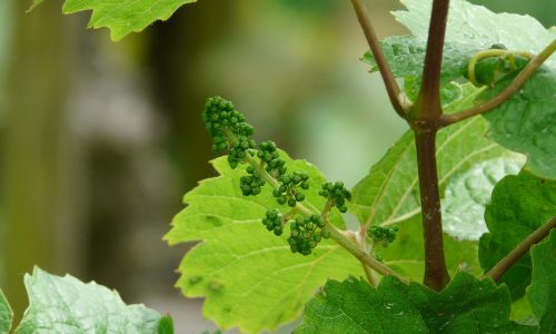 vine06-grande vine06-grande