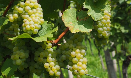 vine07-1-grande vine07-1-grande