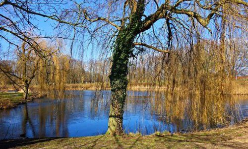 willow05-grande willow05-grande